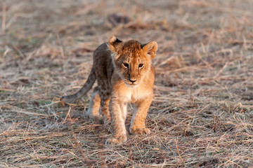 Lion cub