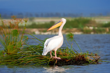 Great white pelican