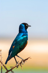 Colourful bird Superb