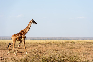 Giraffe in National park of Kenya