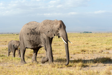 Fototapeta premium Elephant in National park of Kenya