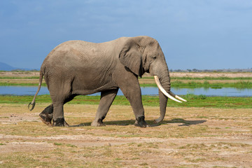 Obraz premium Elephant in National park of Kenya