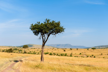 Fototapeta na wymiar Landscape with nobody tree in Africa