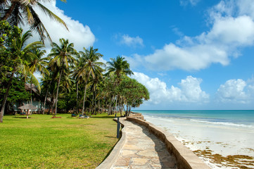 Palm trees at the beach