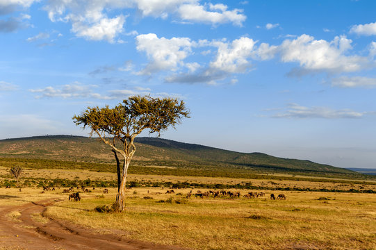 Landscape with nobody tree in Africa