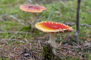 Family of red mushrooms Amanita