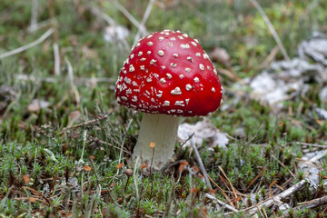 Young red fly agaric - amanita, close-up