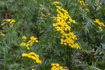 Medicinal plant Tansy, Tanacetum