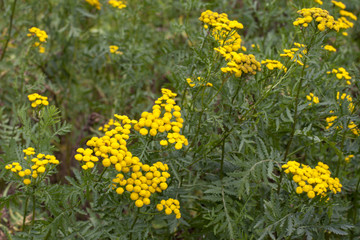 Medicinal plant Tansy, Tanacetum