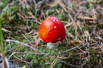 Young red fly agaric - amanita, close-up