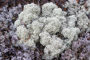 Lichen of Yagel, Cladonia rangiferina, close-up