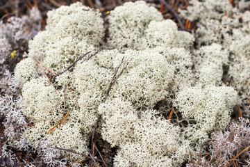 Lichen of Yagel, Cladonia rangiferina, close-up