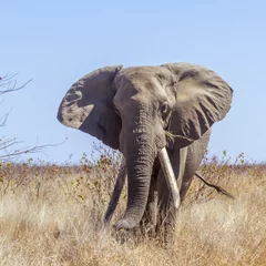 Papier Peint photo Lavable Éléphant Éléphant de brousse d& 39 Afrique dans le parc national Kruger, Afrique du Sud   Espèce Loxodonta africana famille des Elephantidae