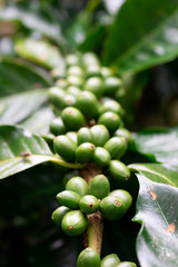 Coffee beans on coffee tree in the garden
