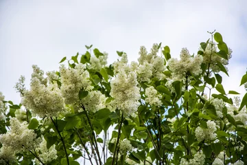 Photo sur Plexiglas Lilas Fleurs de lilas blanc