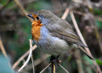 Robin bird family flycatchers
