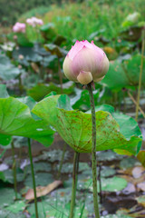 Beautiful Lotus In the lotus pond