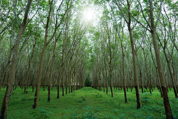 Rubber plantation in South of Thailand