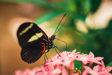  tropical red, black and white butterfly named Heliconius Melponeme