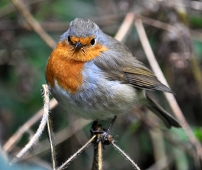 Robin bird family flycatchers
