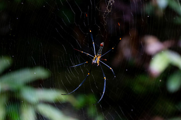Spiders are on the spider web