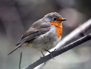 Robin bird family flycatchers