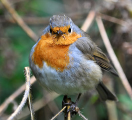 Robin bird family flycatchers