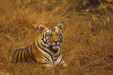 Tiger Panthera tigris tigris- Jaichand, Umred-Karhandla Wildlife Sanctuary, Maharashtra, India