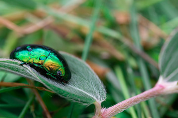 Green beetle On the leaf

