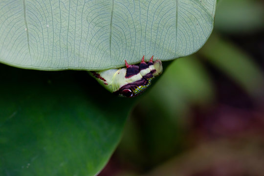 Worm on a leaf in the forest
