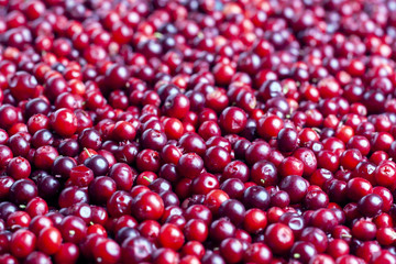 Cowberry. Lingonberry. Background of red ripe berries. Vaccínium vítis-idaea.