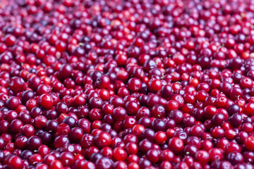 Cowberry. Lingonberry. Background of red ripe berries. Vaccínium vítis-idaea.