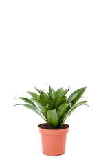 Isolated dracaena in brown pot on white background. Home and garden concept.