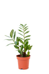 Isolated zamiokulkas in brown pot on white background. Home and garden concept.