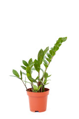 Isolated zamiokulkas in brown pot on white background. Home and garden concept.