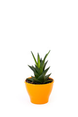 Isolated succulent in orange pot on white background. Home and garden concept.