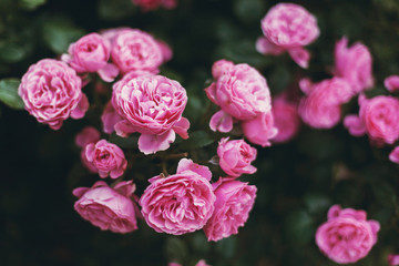 Pink bush of a tea rose bloomed in big and beautiful flowers