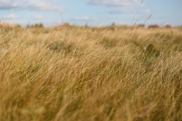Obraz premium Yellow field. Sunset landscape. Dry grass field. Autumn landscape. Field flowers. Dry grass as background