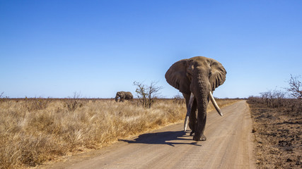 Éléphant de brousse africain dans le parc national Kruger, Afrique du Sud   Espèce Loxodonta africana famille des Elephantidae