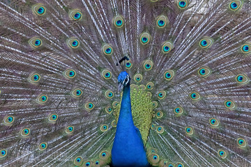 Obraz premium Peacock