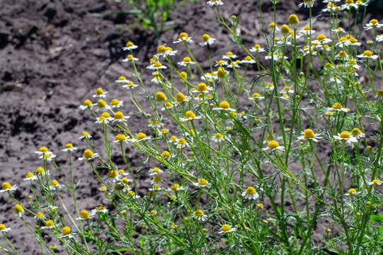 Fototapeta big lush bush of blossoming medicinal daisy