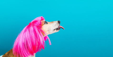 LOvely funny dog pet in bright pink wig with tongue licking. Blue background. Fashion and fun