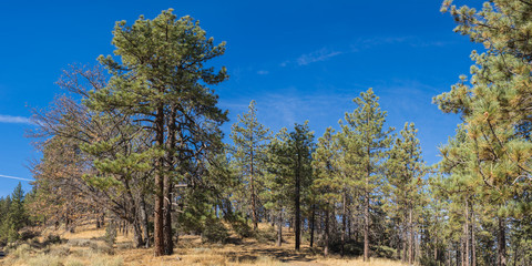 Obraz premium California Forest of Pines