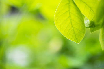 Closeup green leaf of tree in nature with copy space on soft green background.
