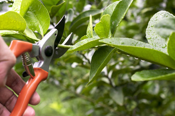 close up hand of person holding scissors cut the branches of tree in garden for agriculture,nature...
