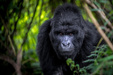 Mountain Gorilla