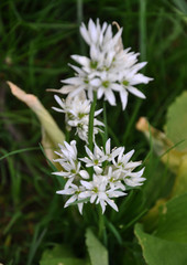 Flowering Allium ursinum