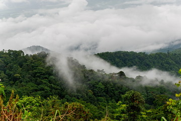 Fototapeta na wymiar rain forest with fog