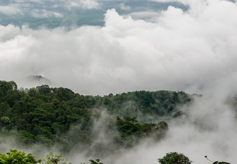 rain forest with fog