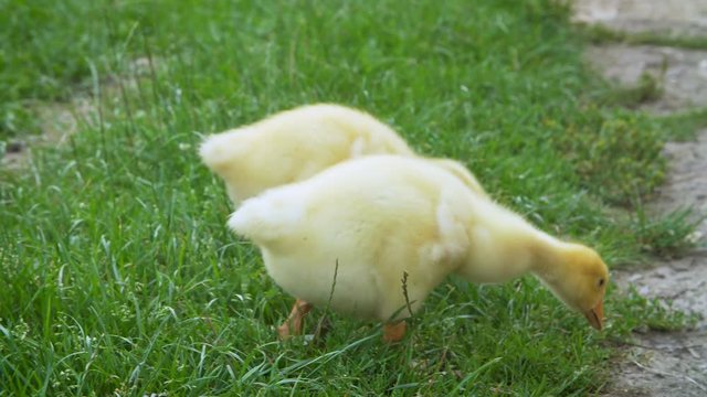 Gooslings in grass at the backyard
